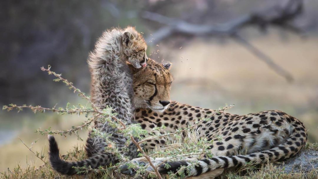 Predators: Cheetahs, Leopards and Lions