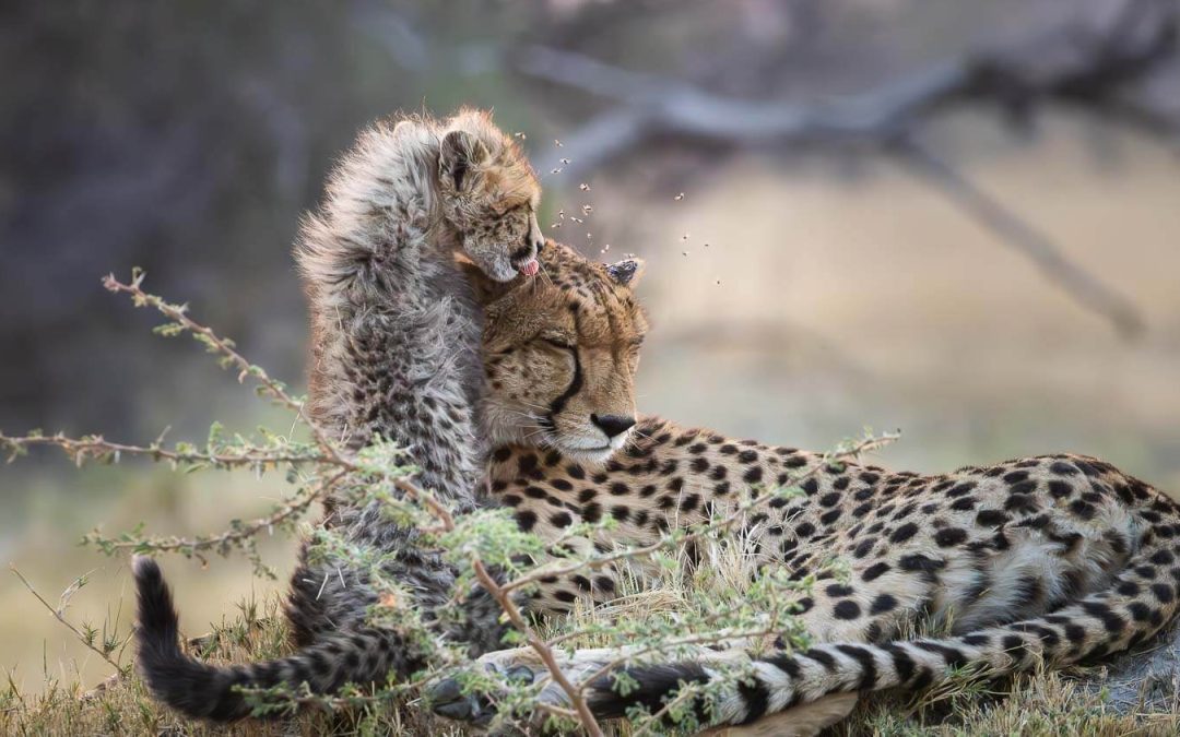 Predators: Cheetahs, Leopards and Lions