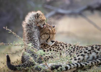 Predators: Cheetahs, Leopards and Lions