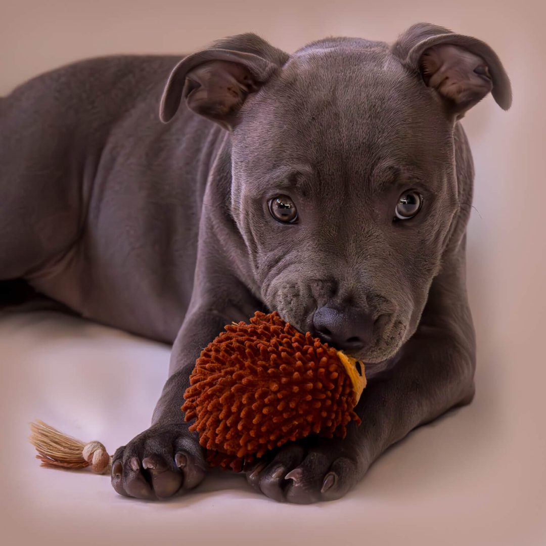 Rosie the Blue Staffy: A Pawtrait Collection