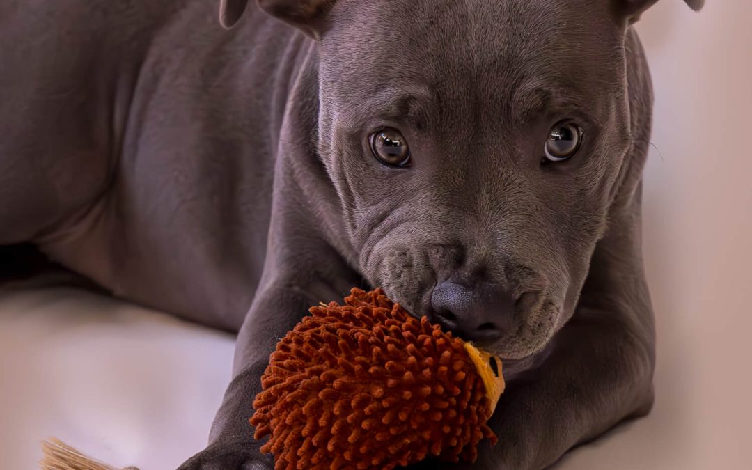 Photographing Rosie the Blue Staffy: A Puppy’s Energy in Pawtraits