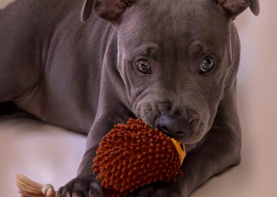 Rosie the Blue Staffy: A Pawtrait Collection