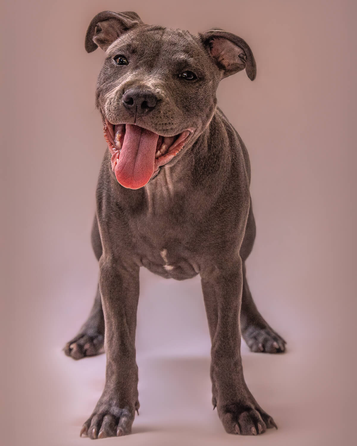 Rosie the Blue Staffy pup