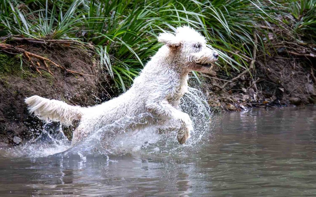 Sally & Billy: Playful Moments in the Gold Coast Hinterland