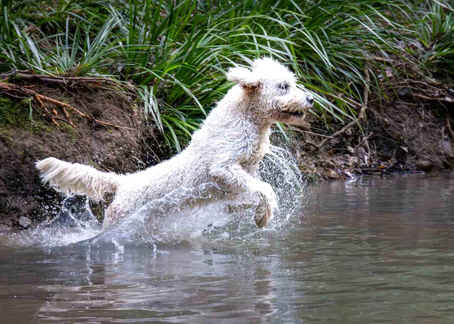 Lion, Botswana