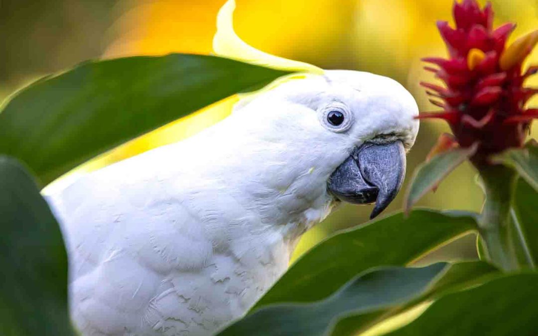 Feathered Beauties of the Gold Coast Hinterland