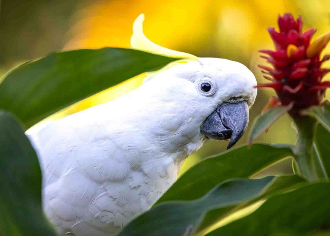 Feathered Beauties of the Gold Coast Hinterland