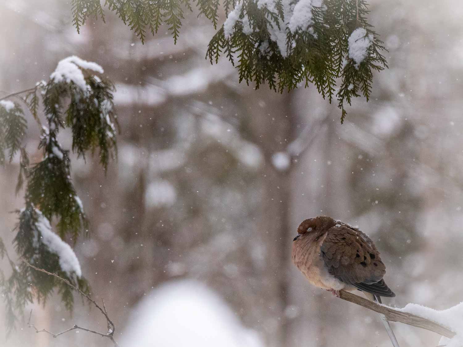 Mourning Dove, Ottawa