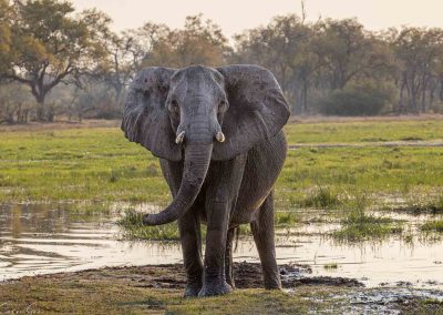 Large Mammals: Buffalo, Elephants and Giraffe