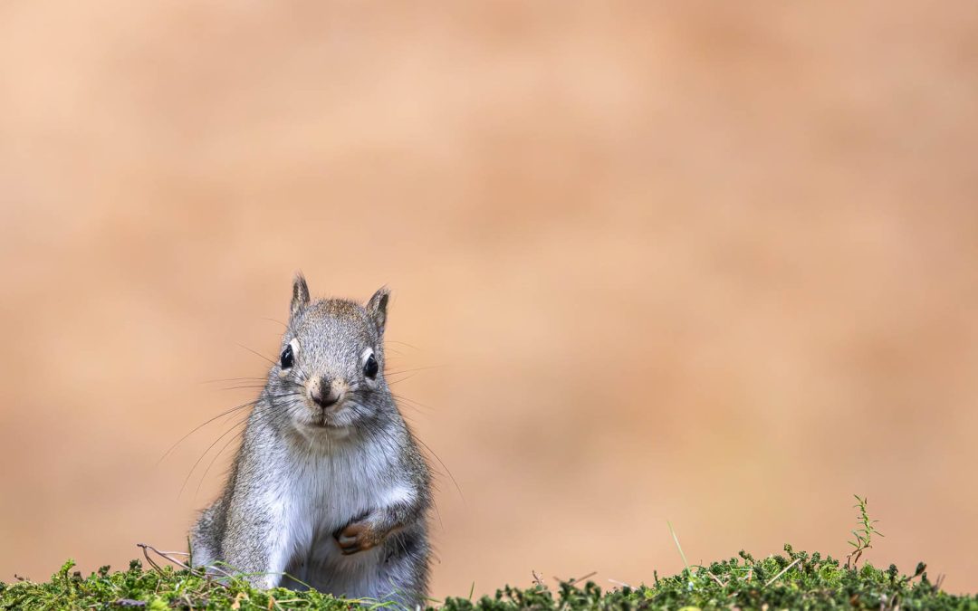 Squirrels and Nature: An Ottawa Adventure