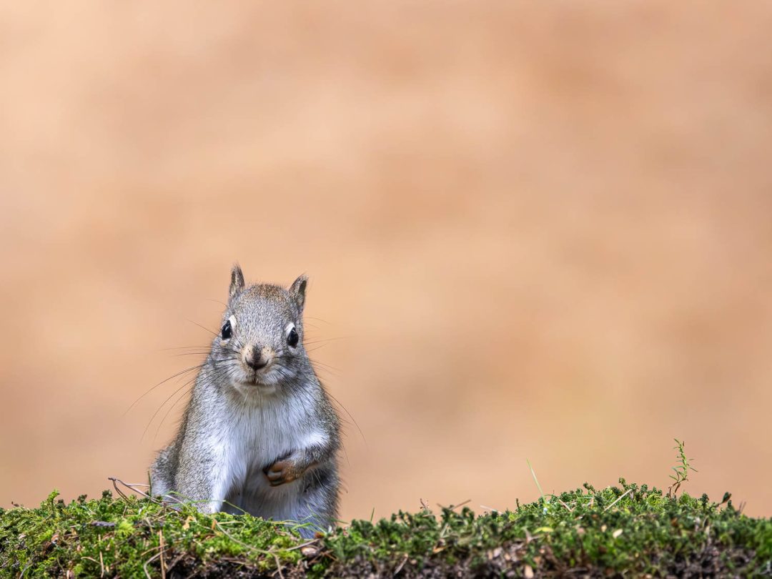 Squirrels and Nature: An Ottawa Adventure