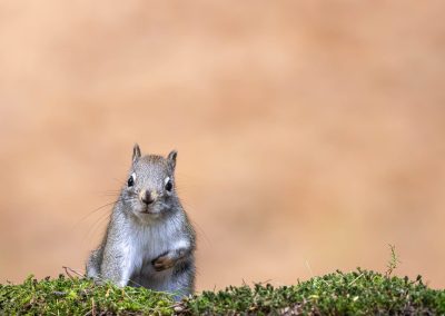 Squirrels and Nature: An Ottawa Adventure