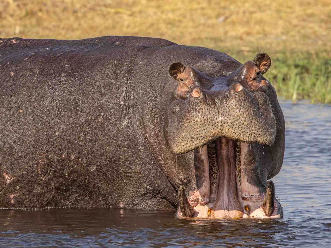 Delta Inhabitants: Birds, Hippos, Impala and More