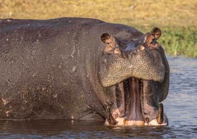 Delta Inhabitants: Birds, Hippos, Impala and More