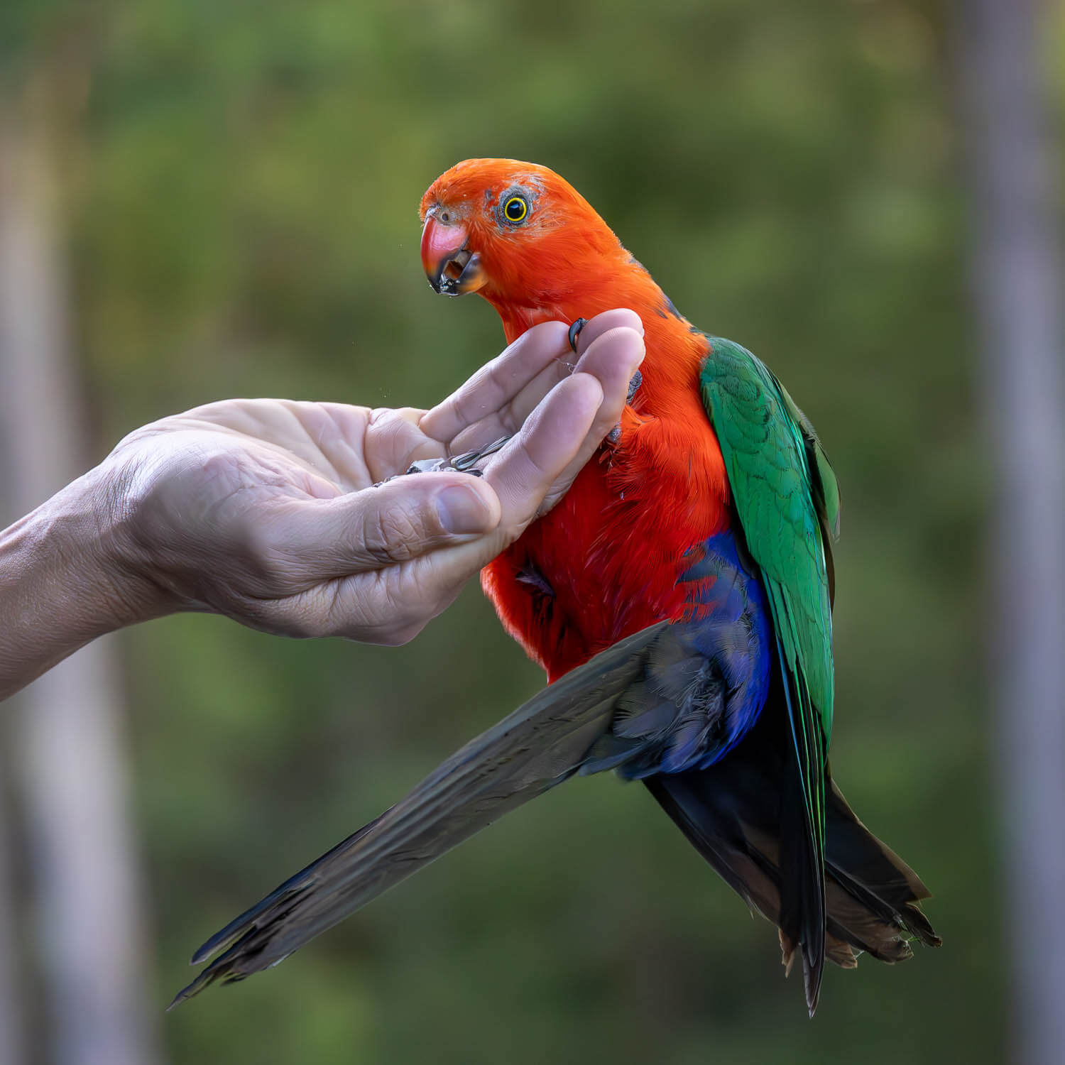 King Parrot, Gold Coast