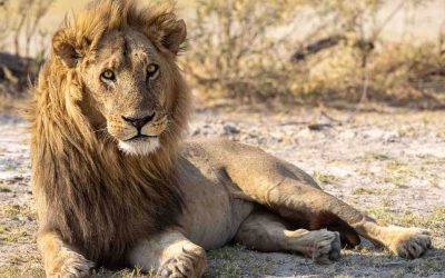 Wildlife Photography: Close Encounters with Botswana’s Lions.