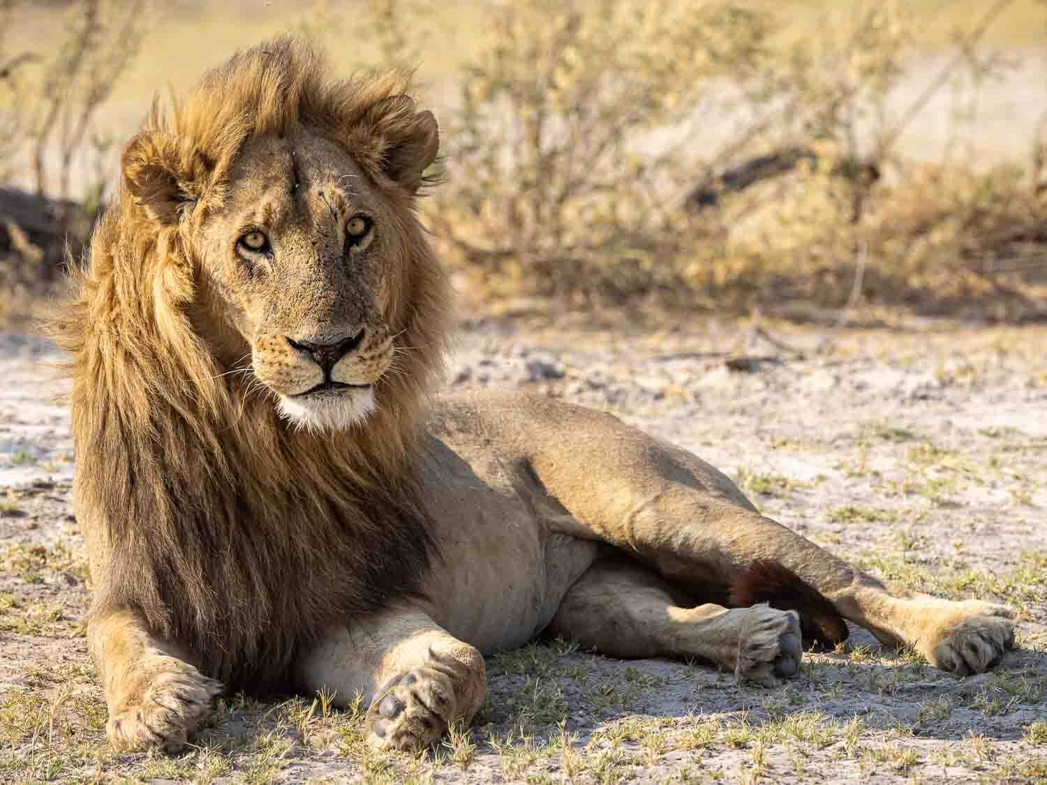 Lion, Botswana