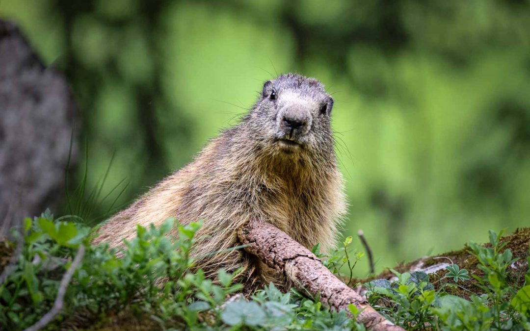 Marmots of the Alps: A Photography Portfolio