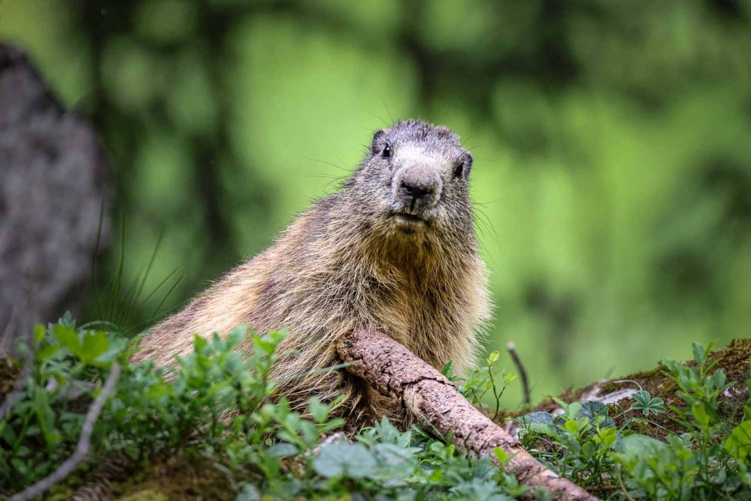 Marmots of the Alps: Whistles on the Wind