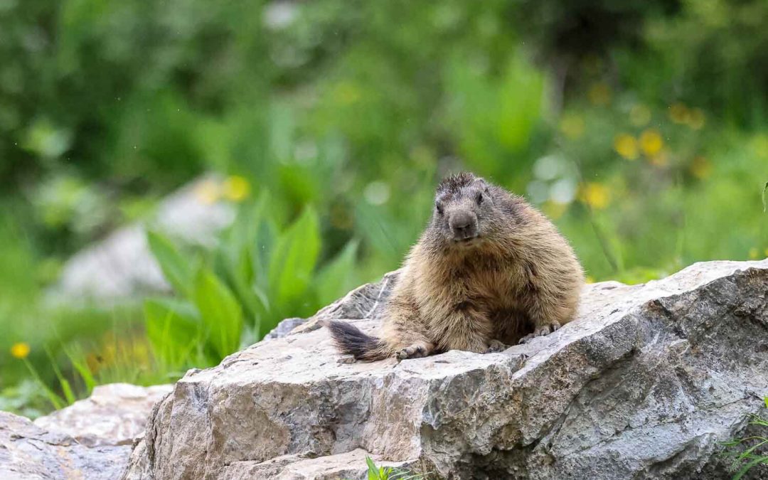 Whistles in the Wind: Marmot Photography in the French Alps.