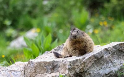 Whistles in the Wind: Photographing Marmots in the French Alps.