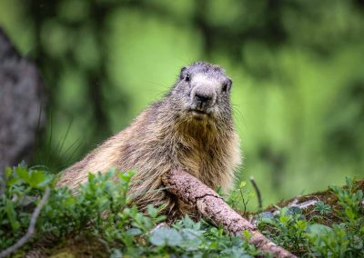 Marmots of the Alps: Whistles on the Wind