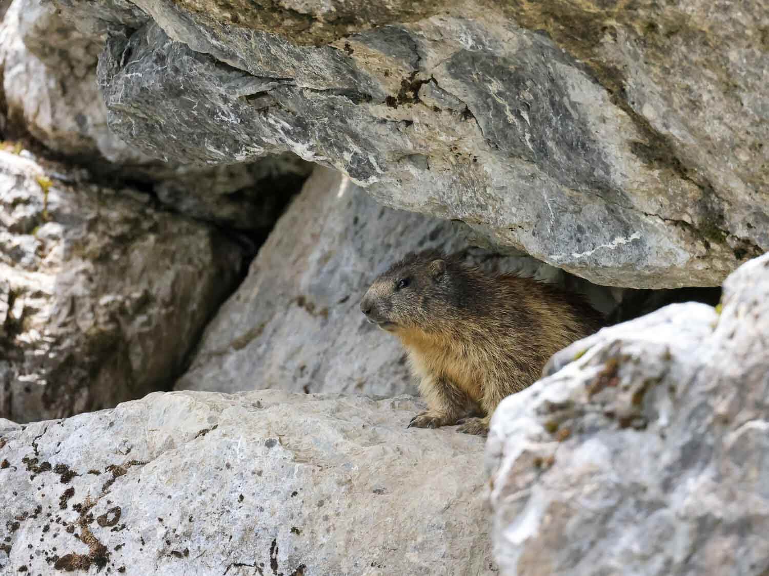 Marmotte, Tete de Linga