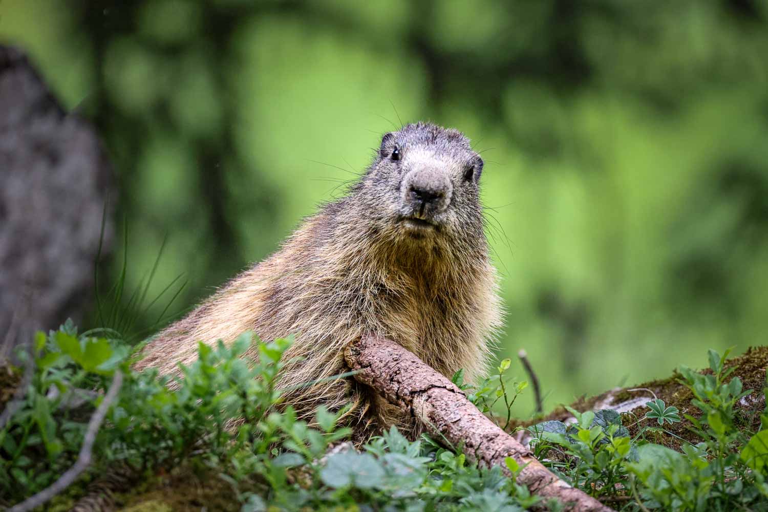 Marmotte, Tete de Linga