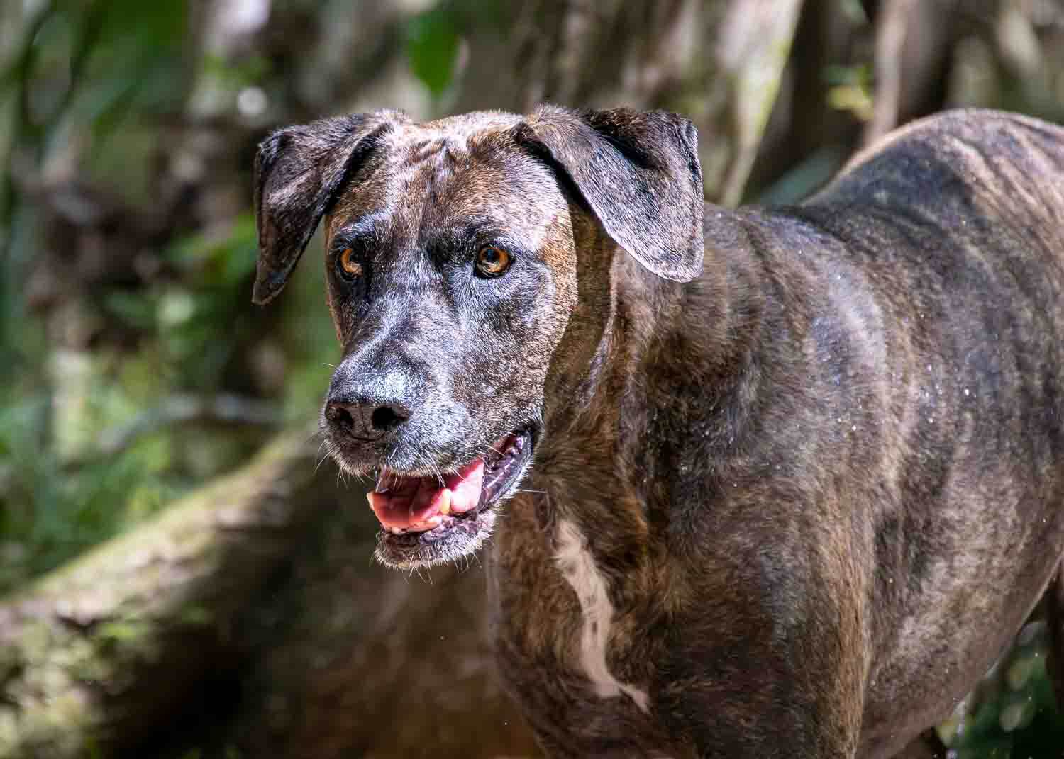 Sally the Great Dane