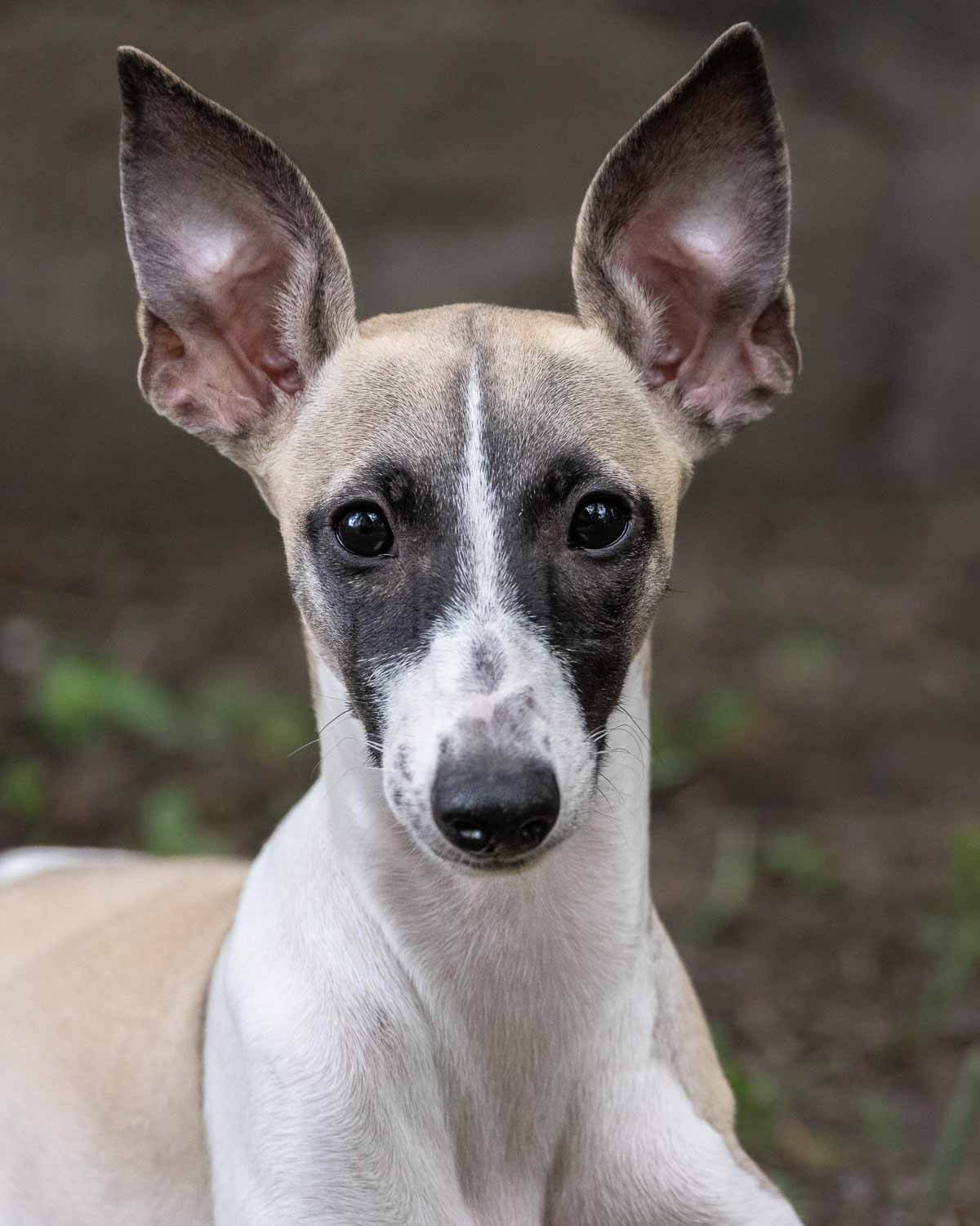 Kiki the Whippet