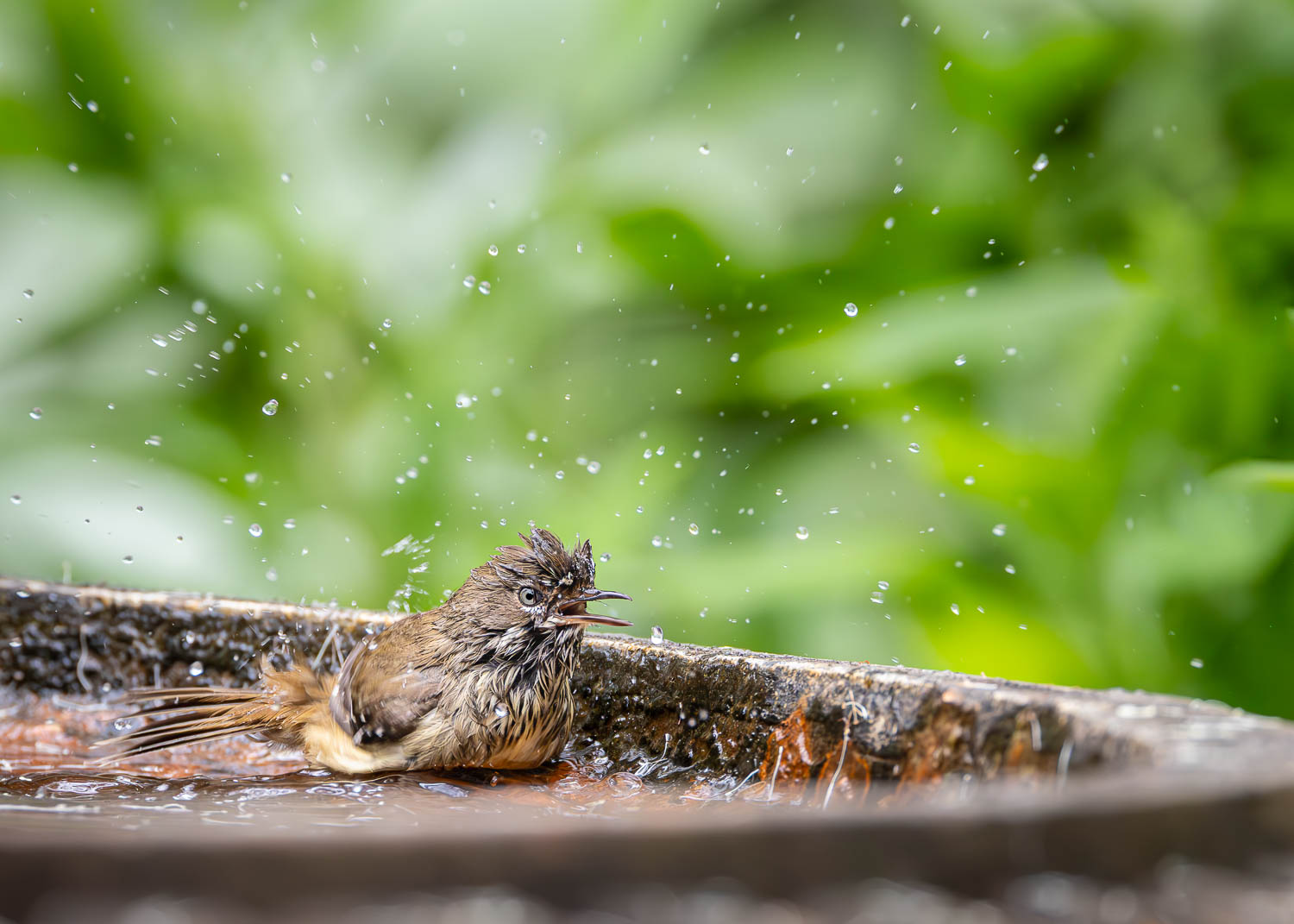 The Berry Farm, Margaret River, WA The Berry Farm, Margaret River, WA