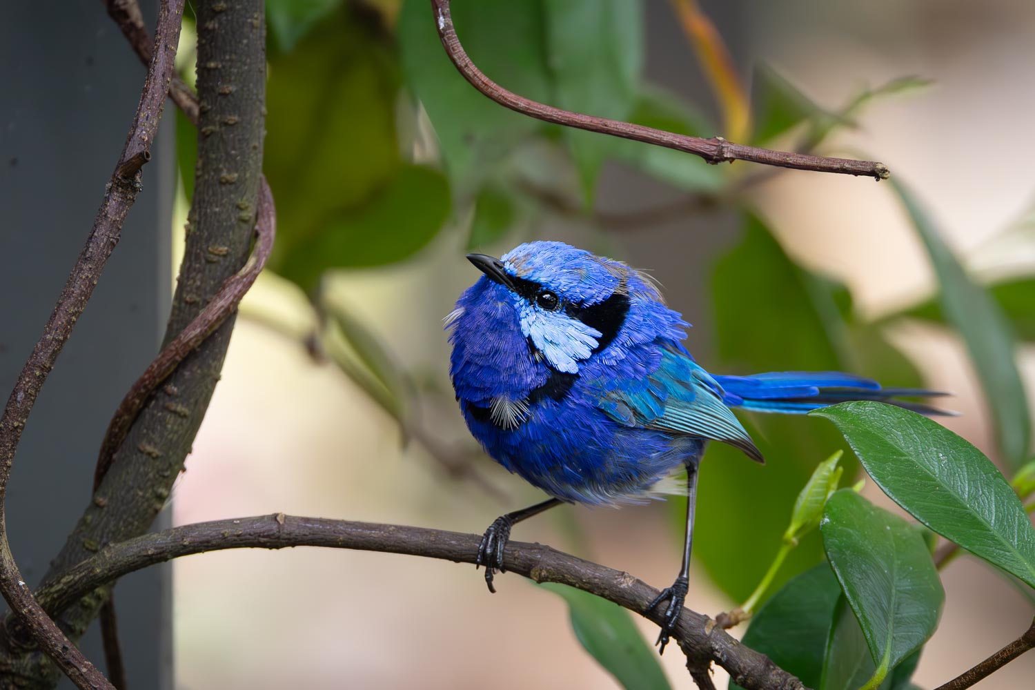 The Berry Farm, Margaret River, WA The Berry Farm, Margaret River, WA