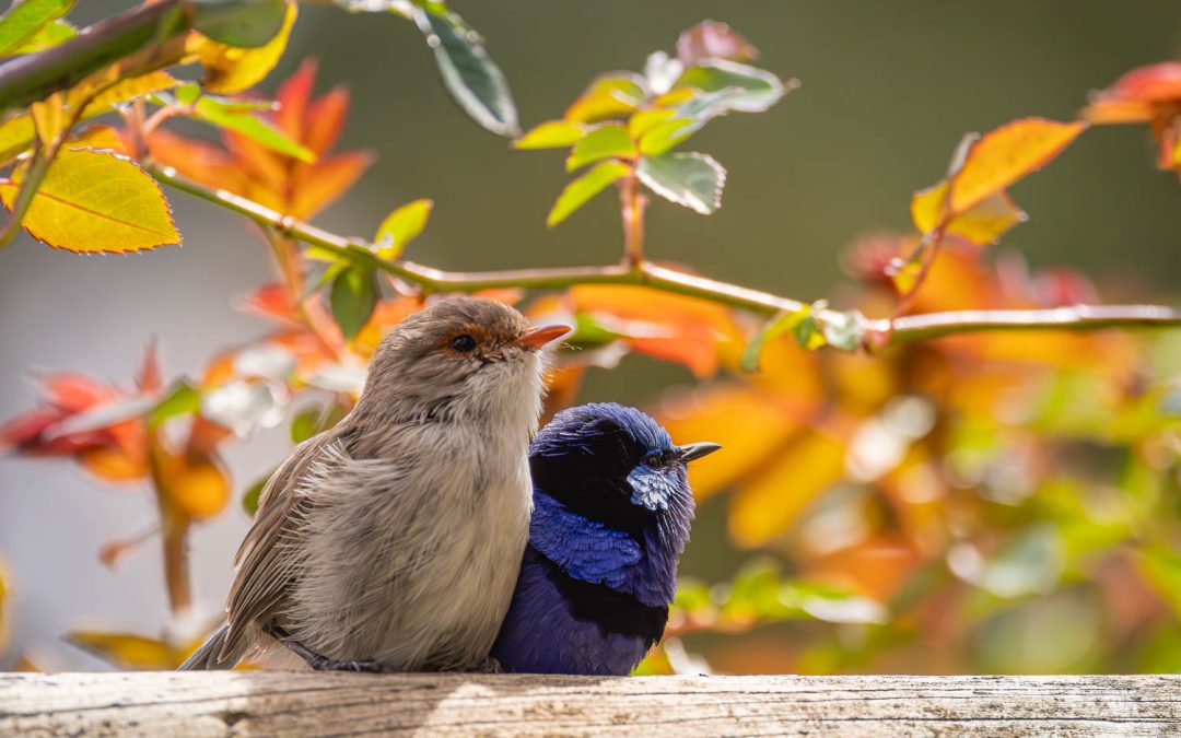 Birdlife at the Berry Farm