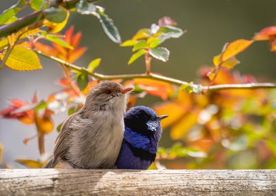 Birdlife at the Berry Farm