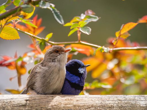 Birdlife at the Berry Farm