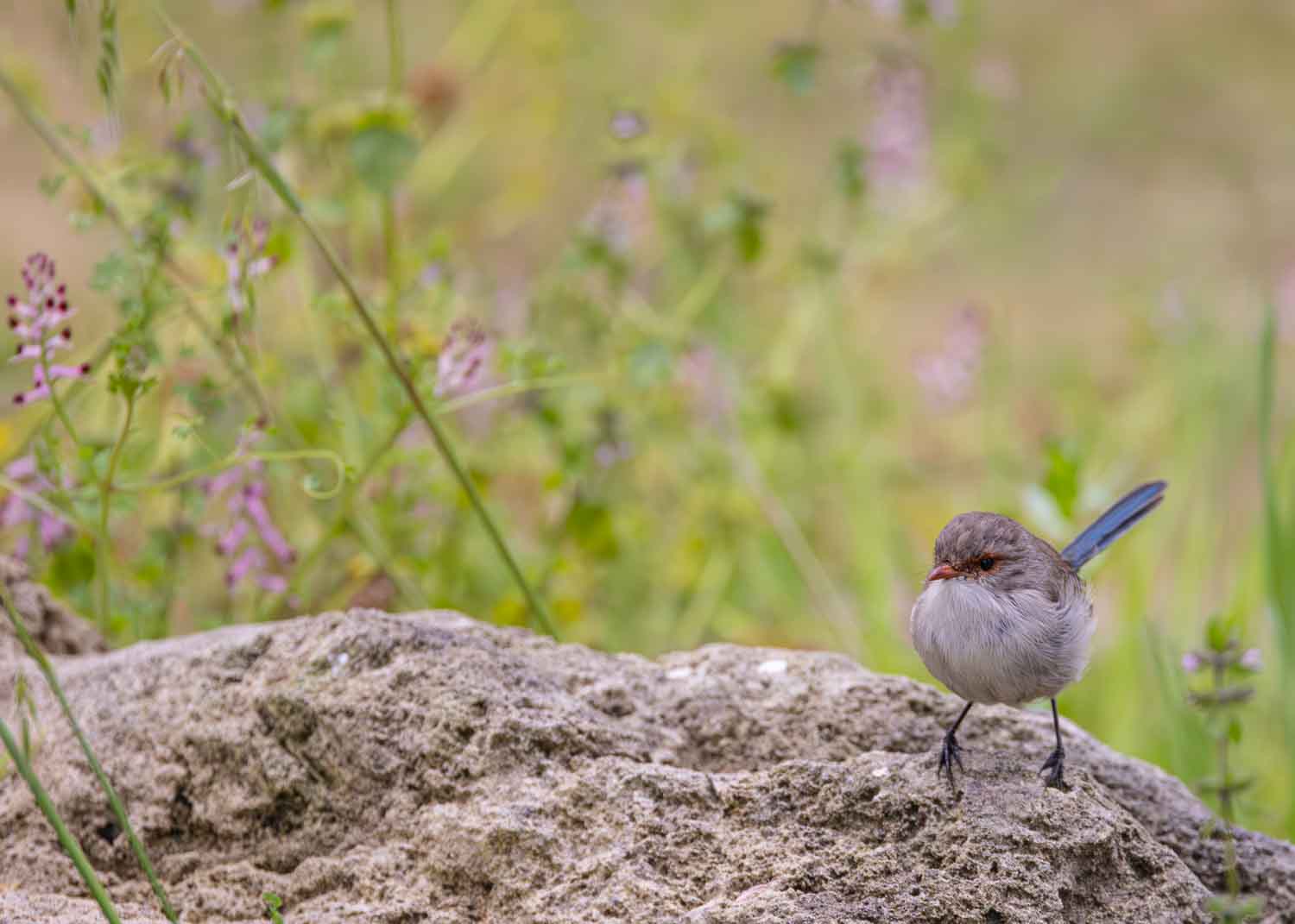 The Berry Farm, Margaret River, WA The Berry Farm, Margaret River, WA