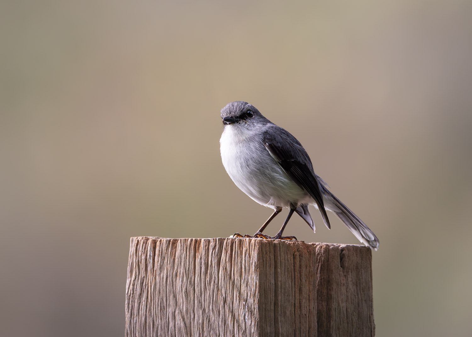 The Berry Farm, Margaret River, WA The Berry Farm, Margaret River, WA