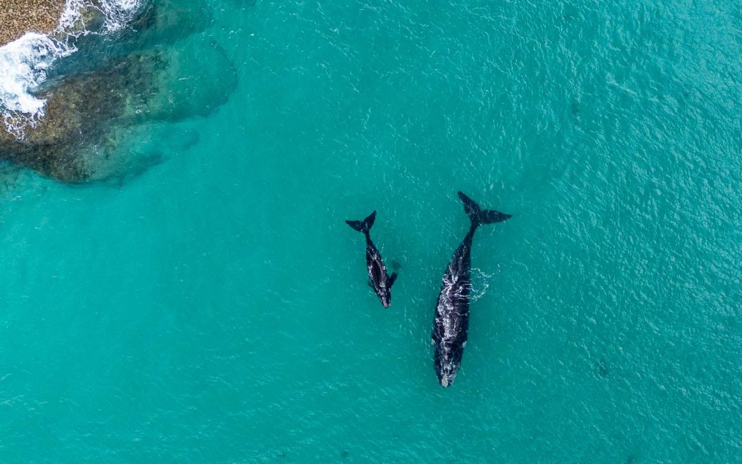 Gentle Giants of the Southern Ocean