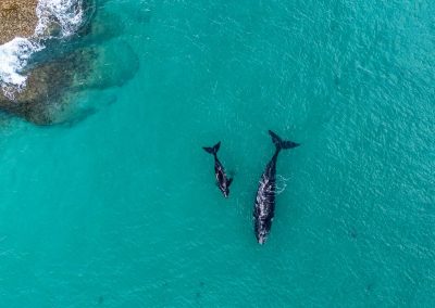 Gentle Giants of the Southern Ocean