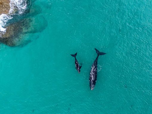 Gentle Giants of the Southern Ocean