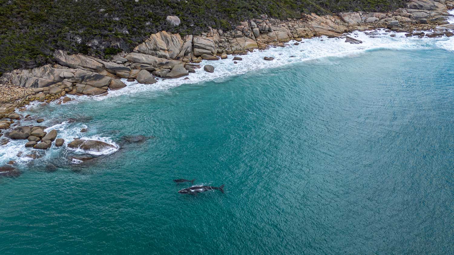Southern Right Whales - Gentle Giants of the Southern Ocean Southern Right Whales - Gentle Giants of the Southern Ocean