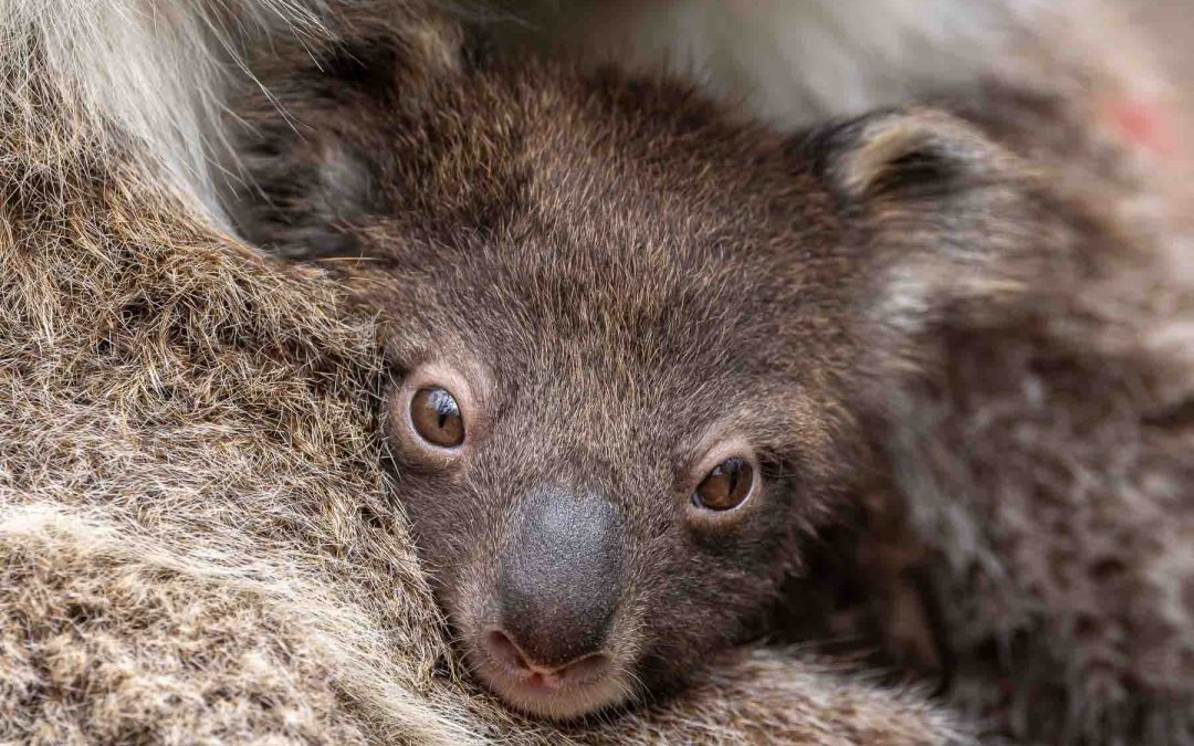 Koalas at Mikkira Station Koala Sanctuary