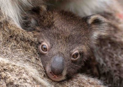 Koalas at Mikkira Station Koala Sanctuary