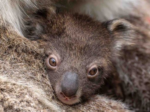 Koalas at Mikkira Station Koala Sanctuary