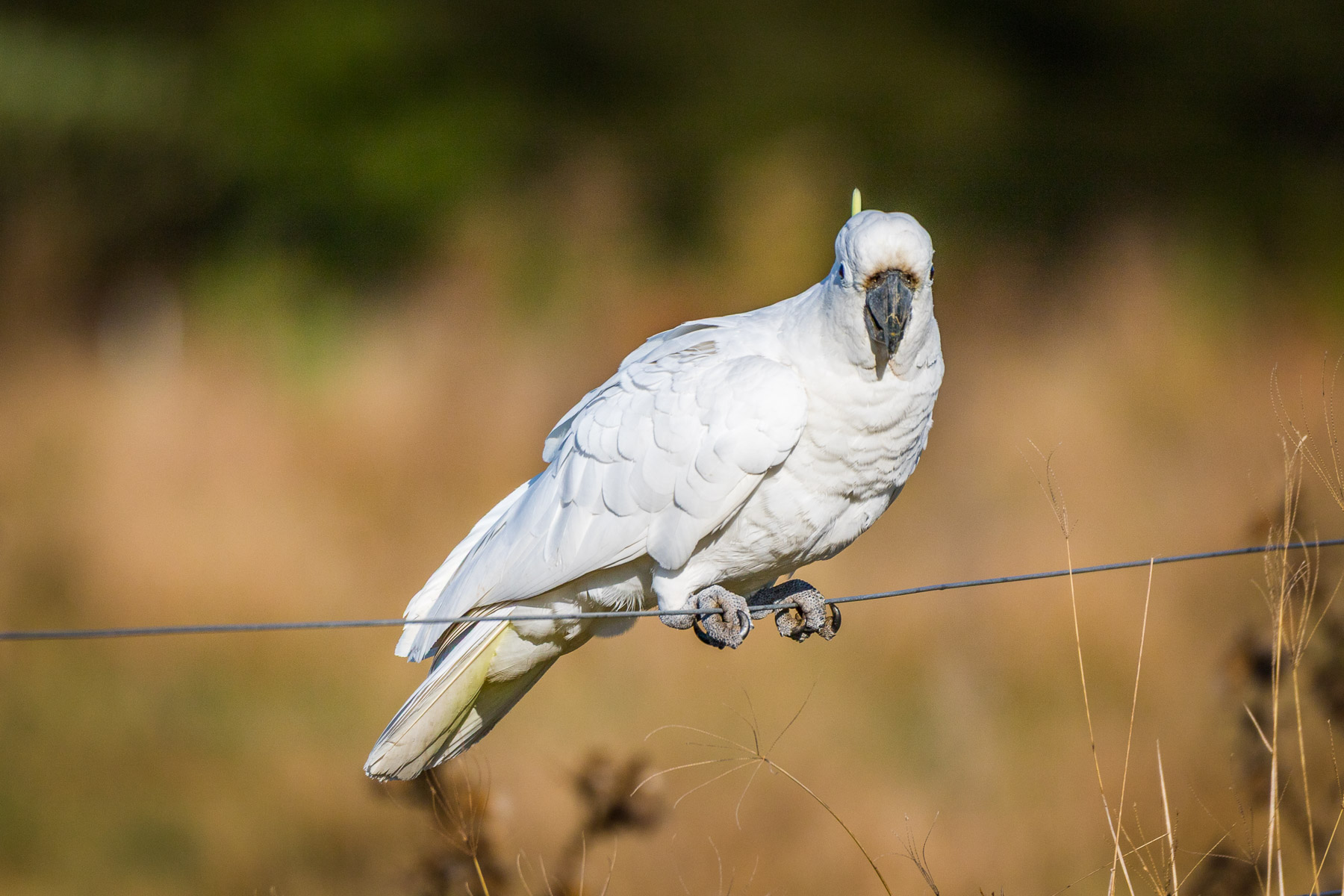 Sulphur Crested Cockatoo