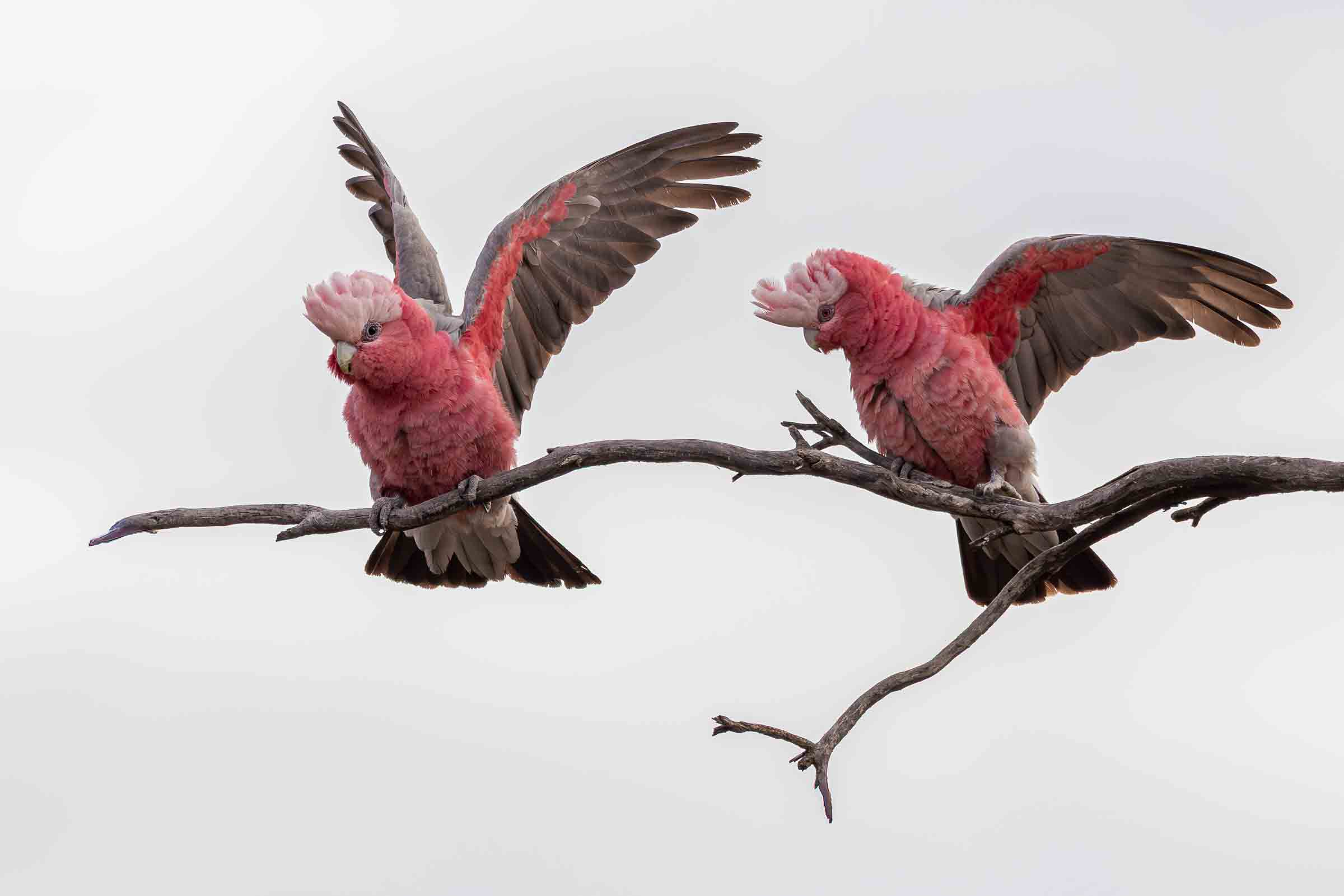 Galah - Lake Tyrrell, Vic