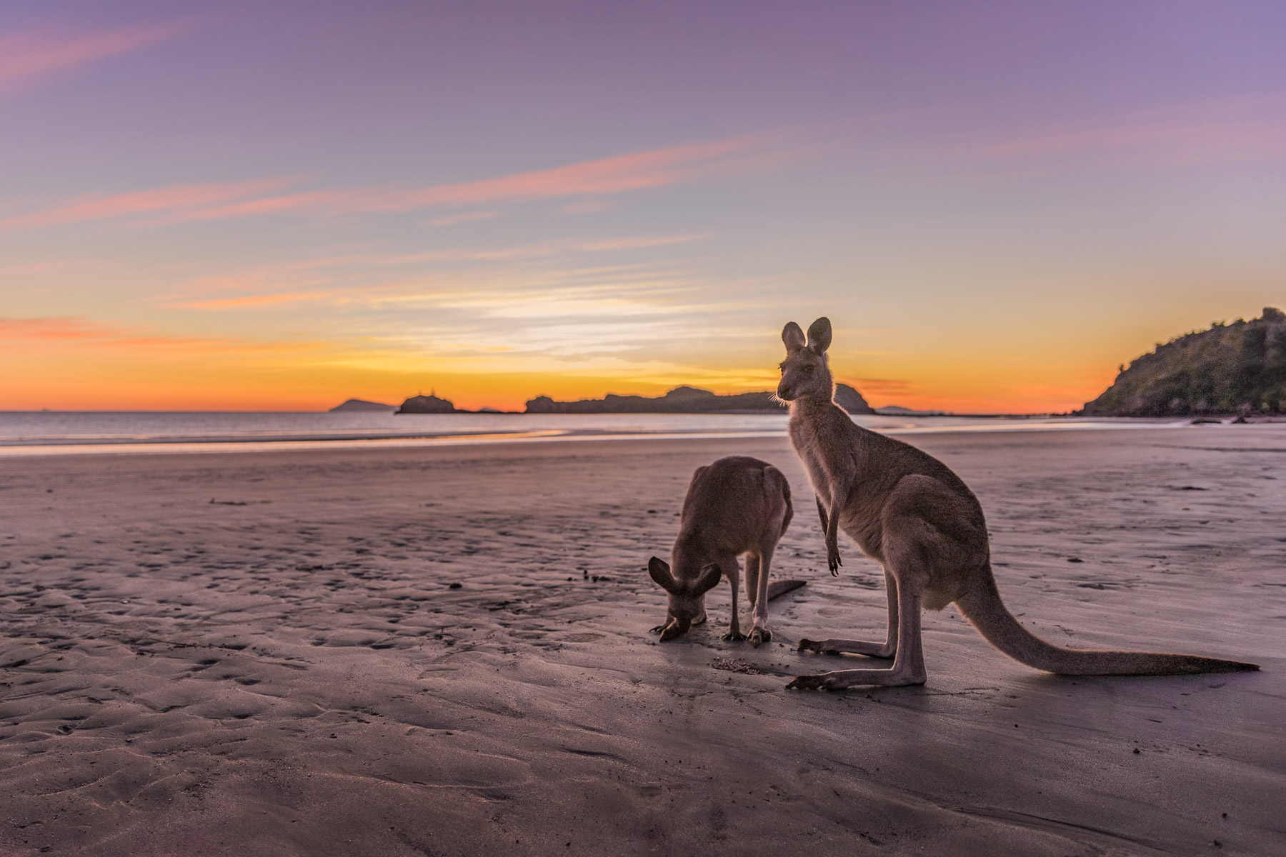 Kangaroos, Cape Hillsborough