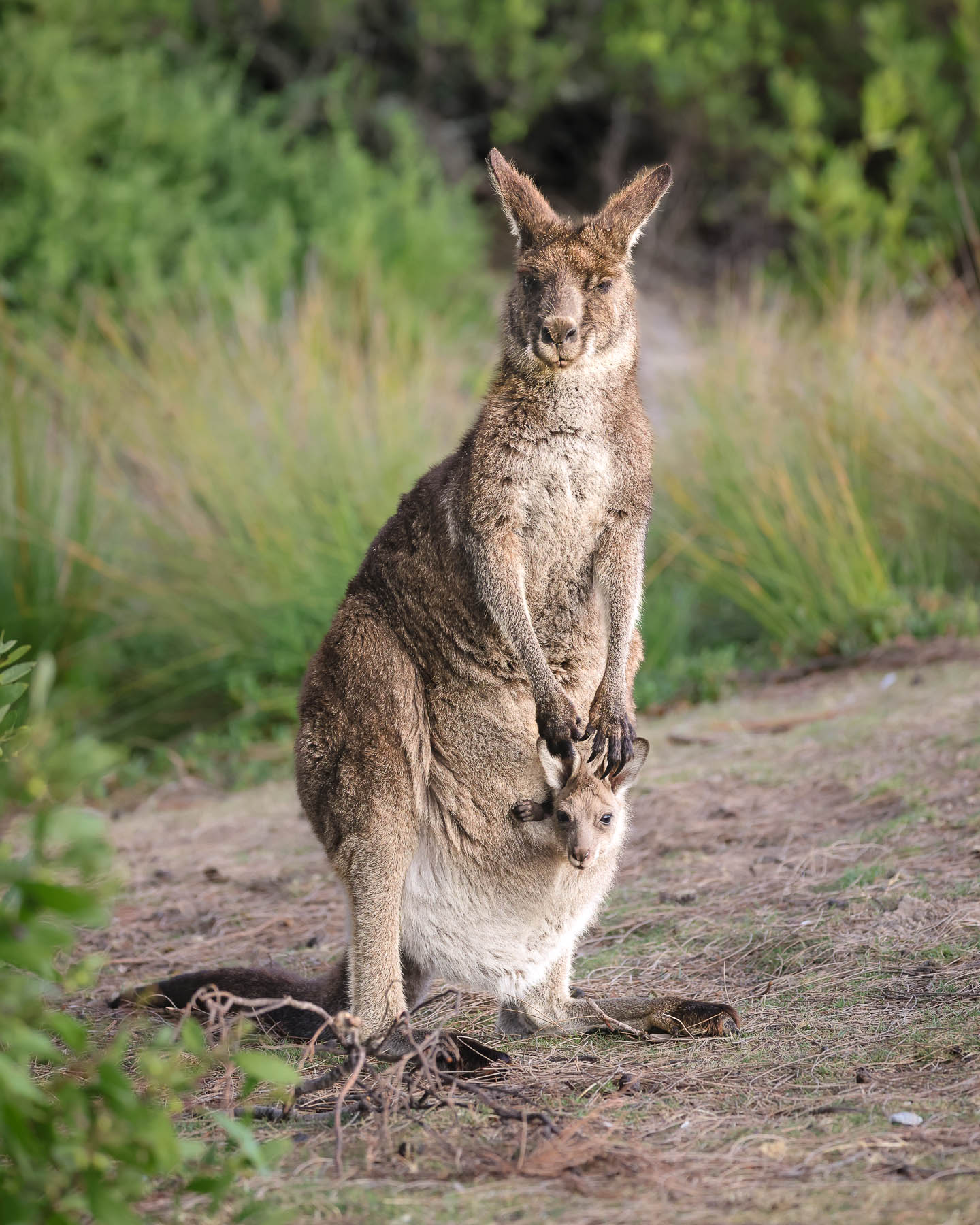 Kangaroos, Cape Hillsborough