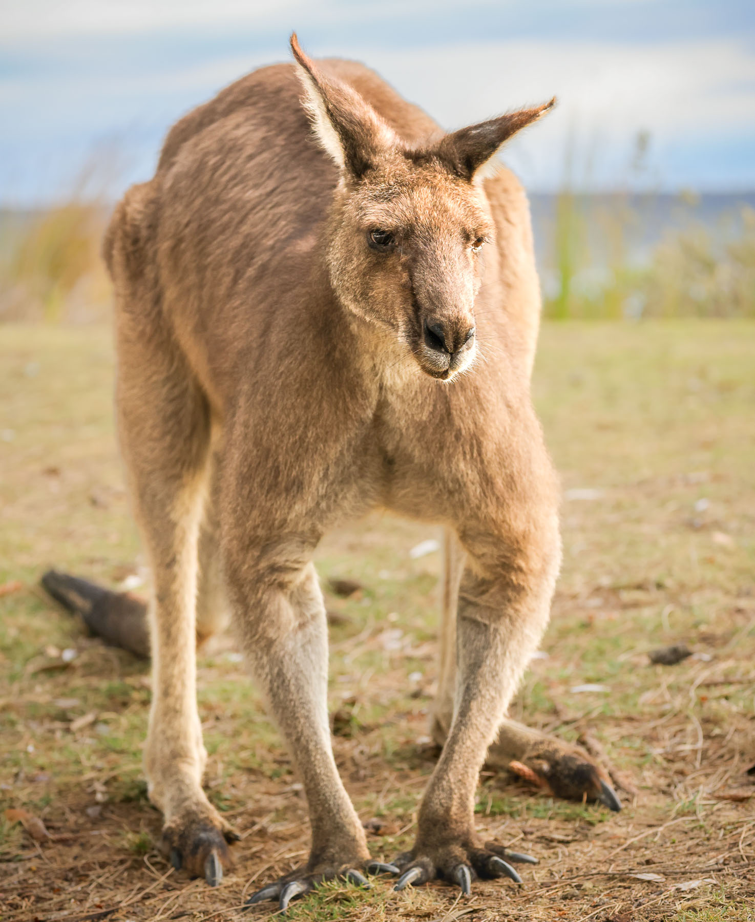 Male Kangaroo