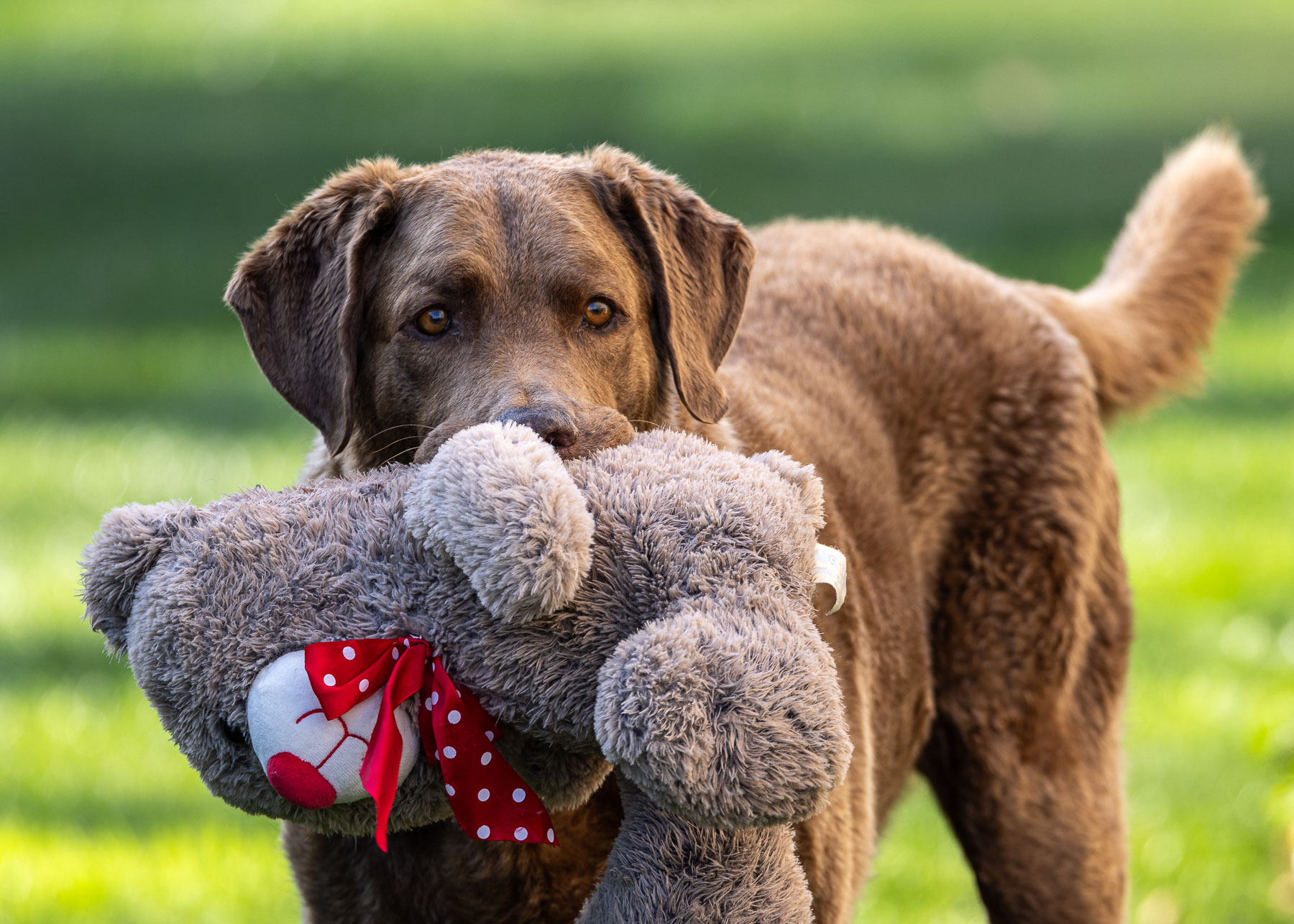 Rosie the 13 week old Blue Staffy pup